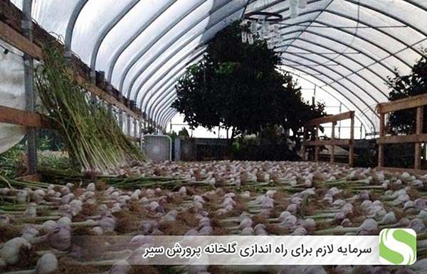 سرمایه لازم برای راه اندازی گلخانه پرورش سیر - اندیشه سبز