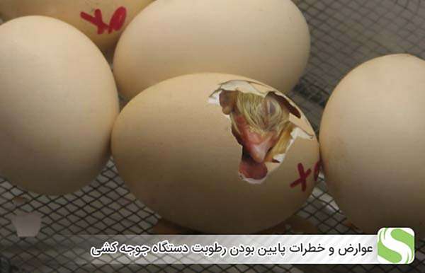 عوارض و خطرات پایین بودن رطوبت دستگاه جوجه کشی برای تخم های نطفه دار - اندیشه سبز