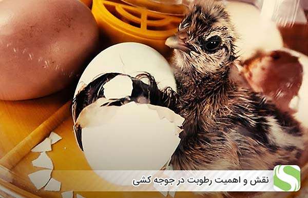 نقش و اهمیت رطوبت در جوجه کشی - اندیشه سبز