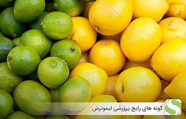 نحوه راه اندازی گلخانه لیموترش همراه با هزینه ها و درآمد