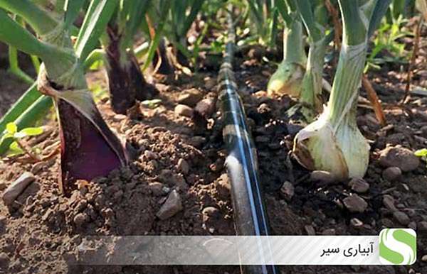 آبیاری سیر - اندیشه سبز