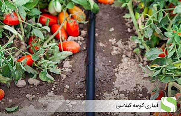 آبیاری گوجه گیلاسی - اندیشه سبز