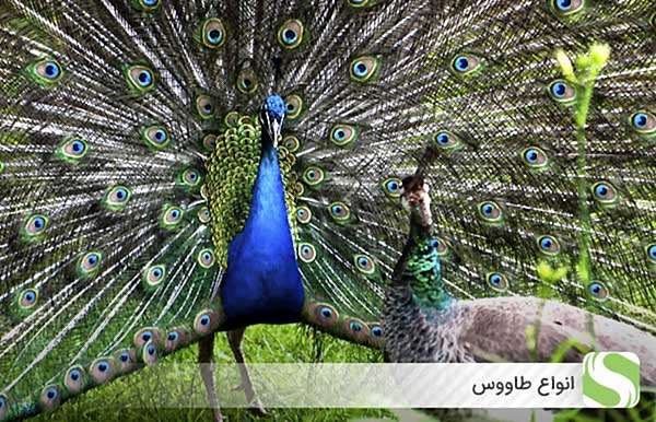 انواع طاووس - اندیشه سبز