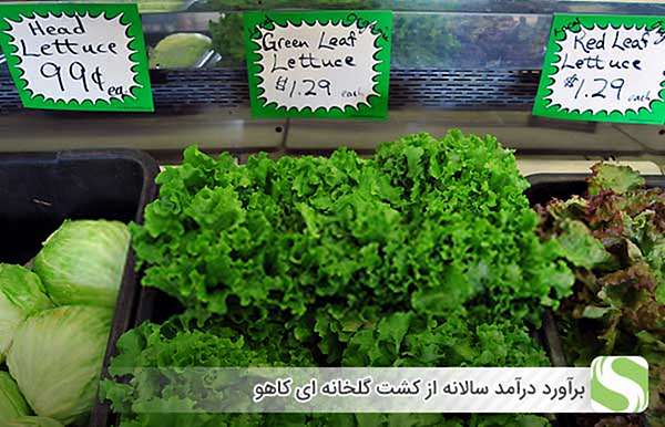 برآورد درآمد سالانه از کشت گلخانه ای کاهو - اندیشه سبز