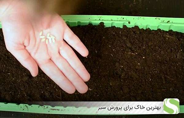 بهترین خاک برای پرورش سیر - اندیشه سبز