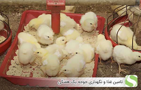 تامین غذا و نگهداری جوجه یک هفتگی - اندیشه سبز