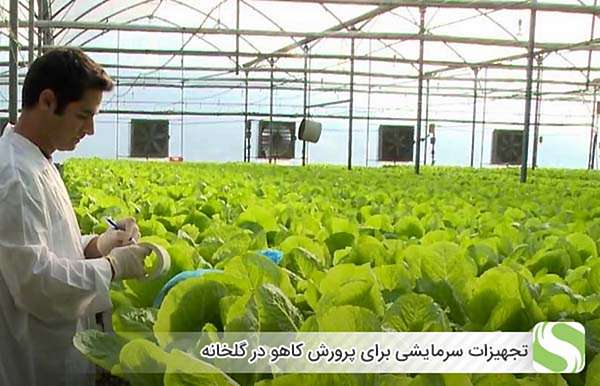 تجهیزات سرمایشی برای پرورش کاهو در گلخانه - اندیشه سبز