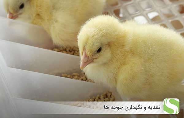 تغذیه و نگهداری جوجه ها - اندیشه سبز