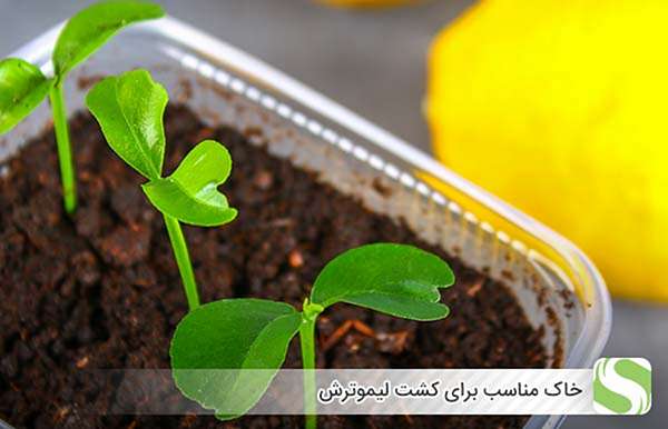 خاک مناسب برای کشت لیموترش - اندیشه سبز