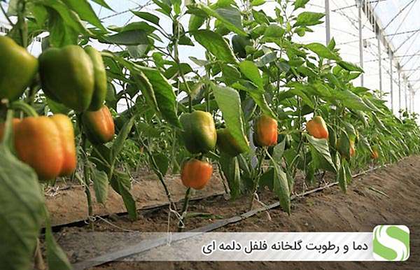 دما و رطوبت گلخانه فلفل دلمه ای - اندیشه سبز