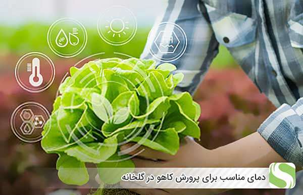 دمای مناسب برای پرورش کاهو در گلخانه - اندیشه سبز