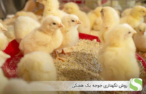 روش نگهداری جوجه یک هفتگی - اندیشه سبز