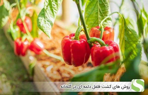 روش های کشت فلفل دلمه ای در گلخانه - اندیشه سبز