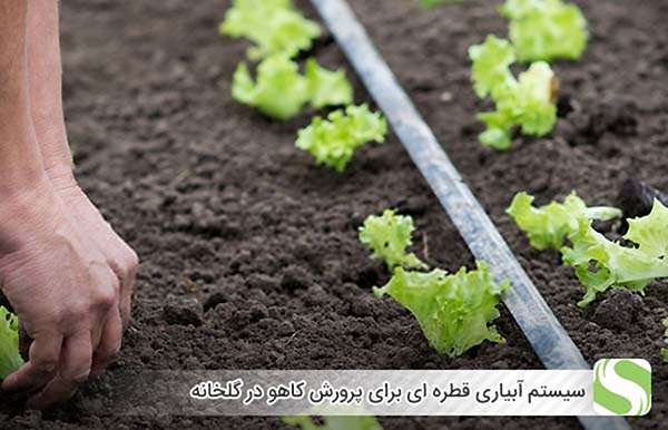 سیستم آبیاری قطره ای برای پرورش کاهو در گلخانه - اندیشه سبز
