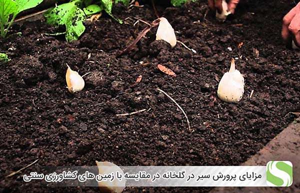 مزایای پرورش سیر در گلخانه در مقایسه با زمین های کشاورزی سنتی - اندیشه سبز