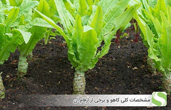 مشخصات کلی کاهو و برخی از ارقام آن - اندیشه سبز