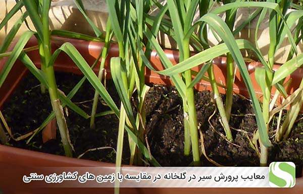 معایب پرورش سیر در گلخانه در مقایسه با زمین های کشاورزی سنتی - اندیشه سبز