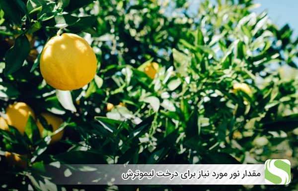 مقدار نور مورد نیاز برای درخت لیموترش - اندیشه سبز