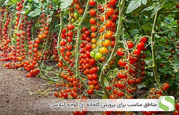 مناطق مناسب برای پرورش گلخانه ای گوجه گیلاسی - اندیشه سبز