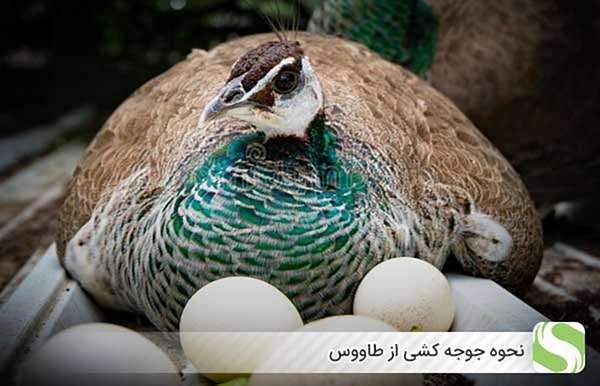 نحوه جوجه کشی طاووس - اندیشه سبز