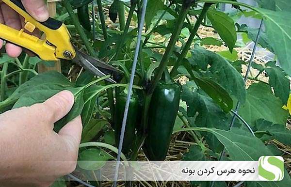 نحوه هرس کردن بوته - اندیشه سبز