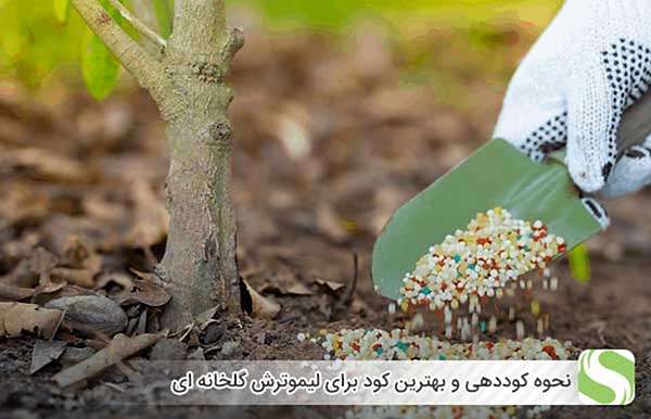 نحوه کوددهی و بهترین کود برای لیموترش گلخانه ای - اندیشه سبز
