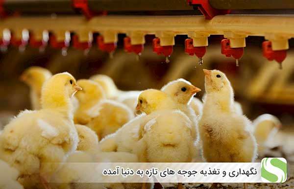 نگهداری و تغذیه جوجه های تازه به دنیا آمده - اندیشه سبز