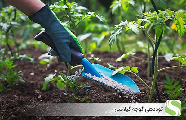 کوددهی گوجه گیلاسی - اندیشه سبز