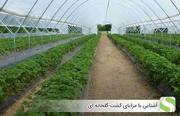 آشنایی با مزایای کشت گلخانه ای - اندیشه سبز