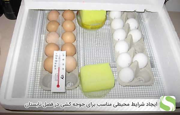ایجاد شرایط محیطی مناسب برای جوجه کشی در فصل تابستان - اندیشه سبز