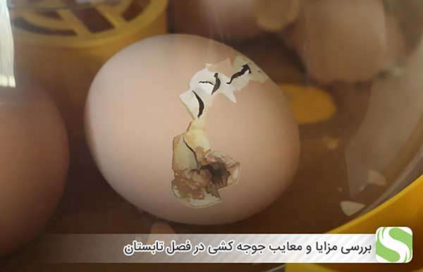 بررسی مزایا و معایب جوجه کشی در فصل تابستان - اندیشه سبز