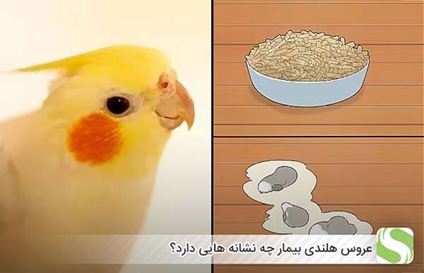 عروس هلندی بیمار چه نشانه هایی دارد؟ - اندیشه سبز