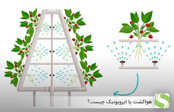 هواکشت یا ایروپونیک چیست؟ - اندیشه سبز