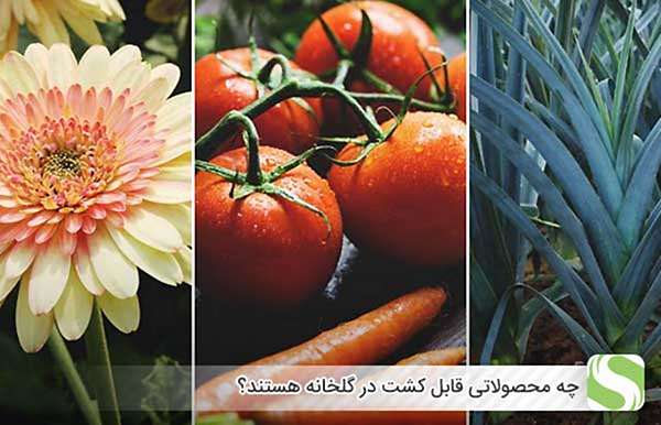 چه محصولاتی قابل کشت در گلخانه هستند؟ - اندیشه سبز