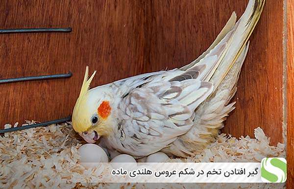گیر افتادن تخم در شکم عروس هلندی ماده - اندیشه سبز