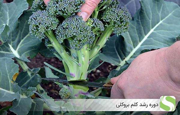 دوره رشد کلم بروکلی - اندیشه سبز