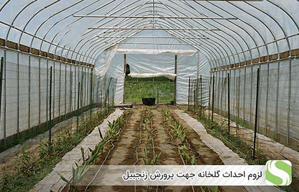 لزوم احداث گلخانه جهت پرورش زنجبیل - اندیشه سبز