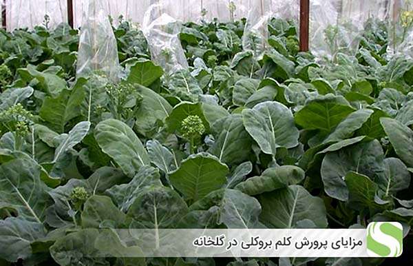 مزایای پرورش کلم بروکلی در گلخانه - اندیشه سبز