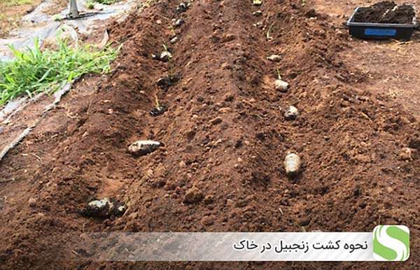نحوه کشت زنجبیل در خاک - اندیشه سبز