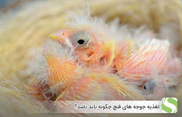 تغذیه جوجه های فنچ چگونه باید باشد؟ - اندیشه سبز