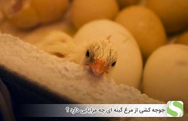 جوجه کشی از مرغ گینه ای چه مزایایی دارد ؟ - اندیشه سبز