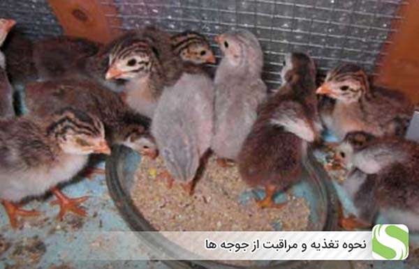 نحوه تغذیه و مراقبت از جوجه ها - اندیشه سبز