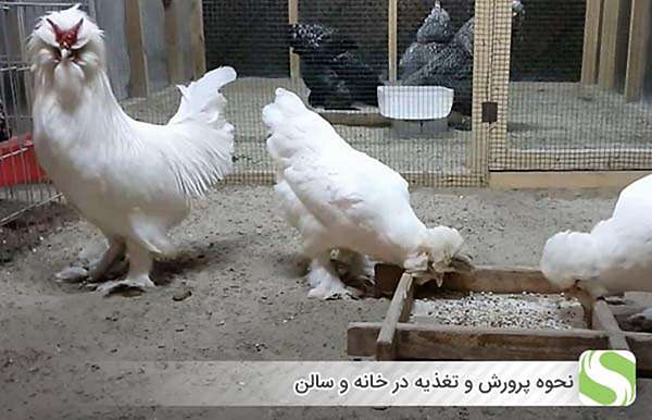 نحوه پرورش و تغذیه در خانه و سالن - اندیشه سبز