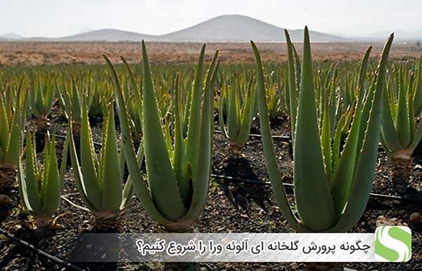 چگونه پرورش گلخانه ای آلوئه ورا را شروع کنیم؟ - اندیشه سبز
