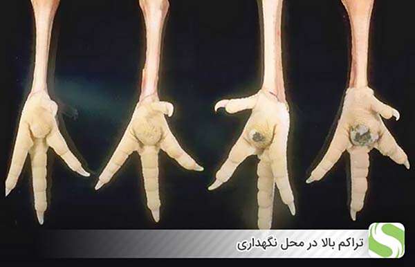 تراکم بالا در محل نگهداری - اندیشه سبز