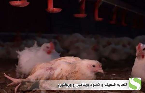 تغذیه ضعیف و کمبود ویتامین و پروتئین - اندیشه سبز