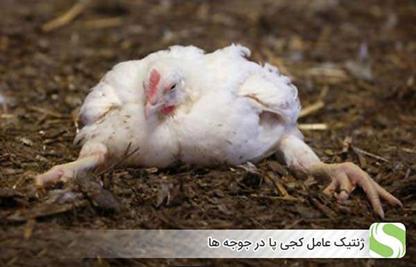 ژنتیک عامل کجی پا در جوجه ها - اندیشه سبز