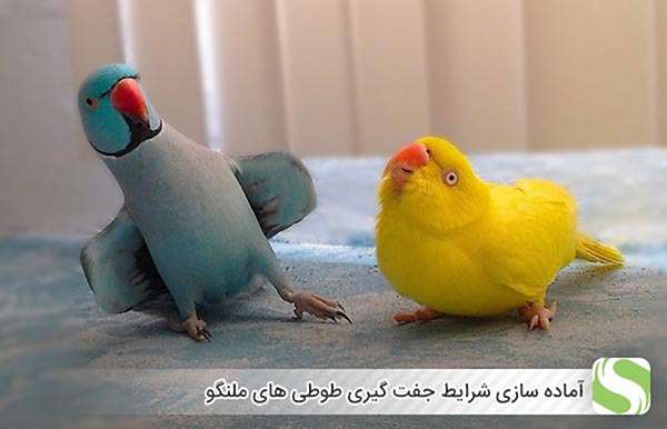آماده سازی شرایط جفت گیری طوطی های ملنگو - اندیشه سبز