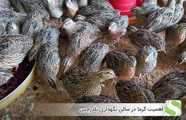 اهمیت گرما در سالن نگهداری بلدرچین - اندیشه سبز