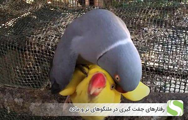 رفتارهای جفت گیری در ملنگوهای نر و ماده - اندیشه سبز